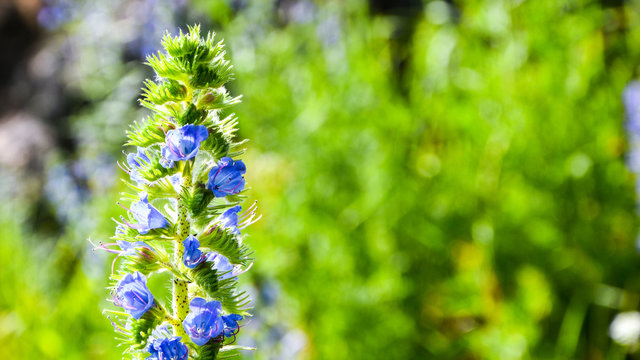 Blue flower on green background. Summer field. closeup background of purple blue aromatic abundance of flower bloom of hyssop