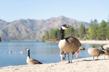 Branta canadensis, Canada goose, Temperate regions of North America. The black geese of the genus Branta are waterfowl belonging to the true geese and swans subfamily Anserinae. 
