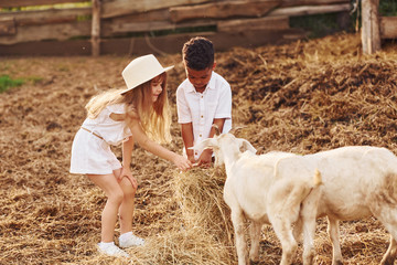 Cute little african american boy with european girl is on the farm with goats