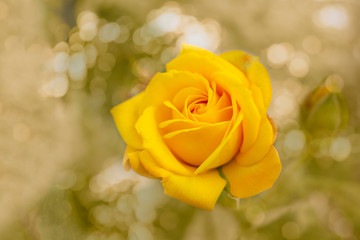 Beautiful blooming yellow rose flower over natural light backdrop. Flower background with copy space. Soft focus