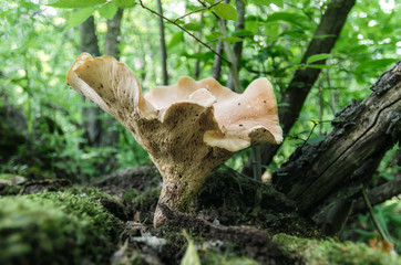 big mushroom in the forest close up