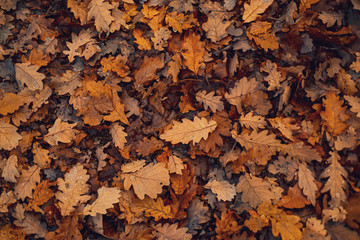 Yellow autumn leaves texture, autumnal background. Fall Leaves in the Grass.