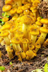 Edible forest Mushrooms honey agaric Growing At The Roots Of The Tree In The Autumn Forest Closeup