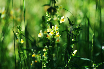 Detail of a toadflox Linaria vulgaris flowering in the grass.