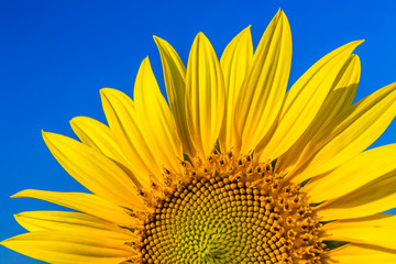 Close-up yellow sunflower field with blue sky