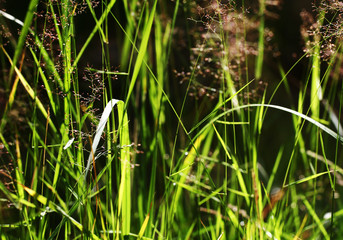 forest mix on a Sunny summer day