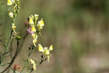 Detail of a toadflox Linaria vulgaris flowering in the grass.