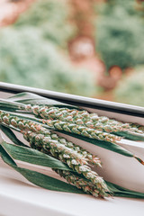 Cereal Plant grass close-up on windowsill. Copy space for text. Wheat spike plant