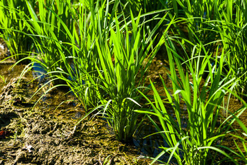 Close-up rice seedlings in the fields