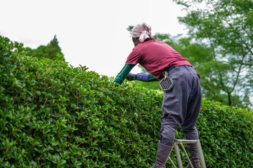 梯子にのぼり高所作業をする植木屋さん