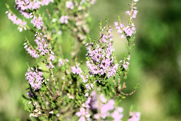 Summer flowers and Heath. Bell heather, Erica Calluna vulgaris blooms pink in the sunlight