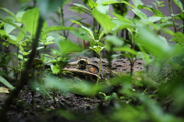 Frog in farm closeup image
