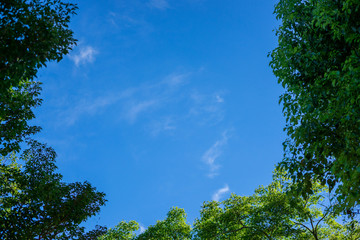 紅葉と楠木と青い空