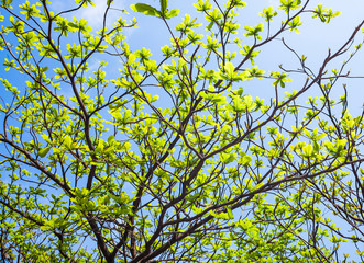 low angle view of green trees with the blue sky background