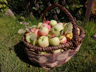 basket of apples