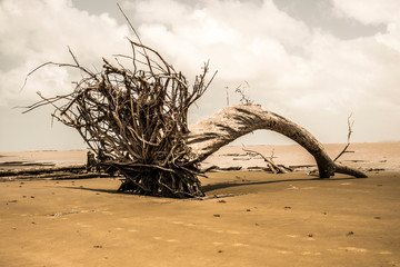 dead tree on the beach