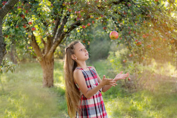 A beautiful long-haired girl picks apples in the garden. The child is holding a basket of apples. The girl smiles and picks apples. Harvesting

