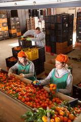 Obraz premium High angle view of group of people working on citrus sorting line at warehouse, checking quality of tangerines