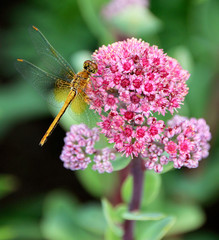 Hylotelephium telephium or Sedum telephium known as orpine, livelong, frog's-stomach, harping Johnny, life-everlasting, live-forever, midsummer-men, Orphan John and witch's moneybags
