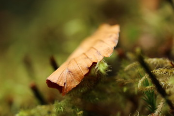 Laubblatt, Blatt, Natur, Flora, Nahaufnahme,Pflanz