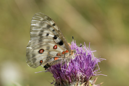 large appolon (parnassius appolo) gathering a mountain flower