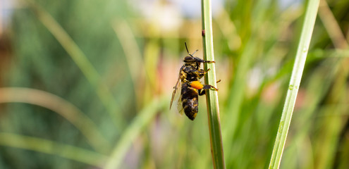 A wet bee with honey on its feet is drying on the green grass in the sun after a heavy rain.