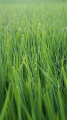 Fototapeta na wymiar Green rice plant leaves with dew and bokeh