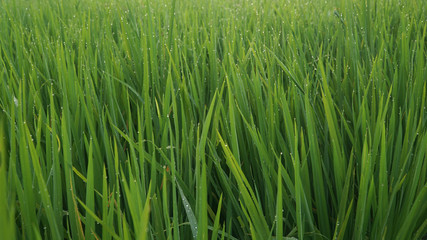 Green rice plant leaves with dew and bokeh