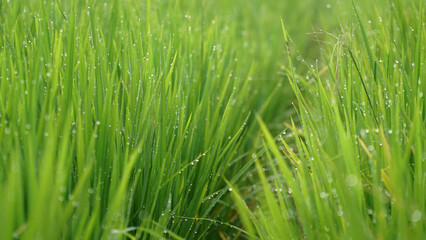 Obraz na płótnie Canvas Green rice plant leaves with dew and bokeh