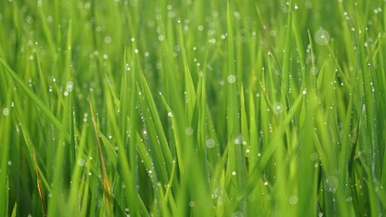 Obraz na płótnie Canvas Green rice plant leaves with dew and bokeh