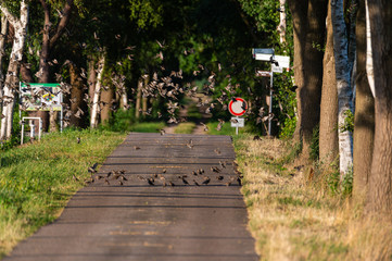 many small birds fly wild in the air  on a country road