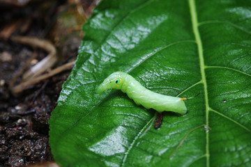 Green worm on a leaf
