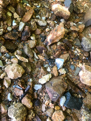 Toad sits in the center, camouflaged among surrounding stones by a forest stream. Natural light image with copy space.