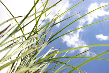 Fototapeta premium Fresh green grass with rain drops in sunshine on sky background.