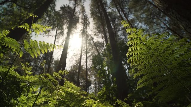 Slowly moving through wild bracken in a forest floor at sunrise in the English countryside