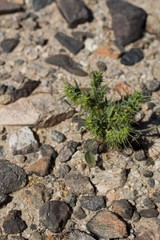 Tiny yellow inflorescences bloom from Devil Spineflower, Chorizanthe Rigida, Polygonaceae, native herbaceous annual in the periphery of Twentynine Palms, Southern Mojave Desert, Springtime.