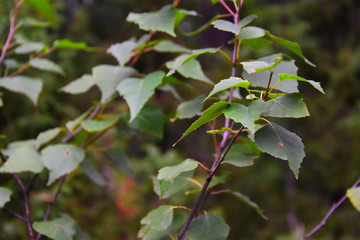 young birch leaves