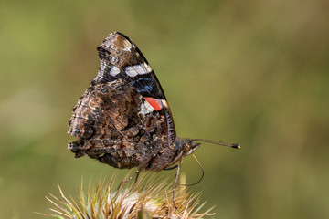vulcan butterfly gathering on a thistle