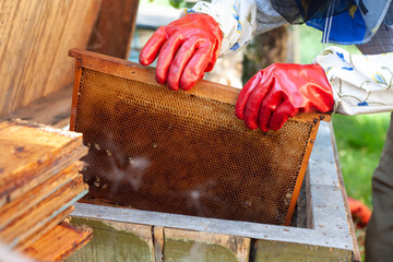 The beekeeper inspects the frame with the bees. See if there is honey in the frame.