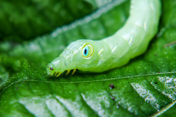 Green worm on a leaf
