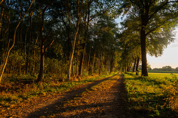 Fototapeta premium a small avenue on a moor is illuminated by the morning rays of the sun
