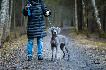  Girl owner training beautiful dog blue Weimaraner breed  outdoors,  the girl puts the dog in a rack, they look at the camera