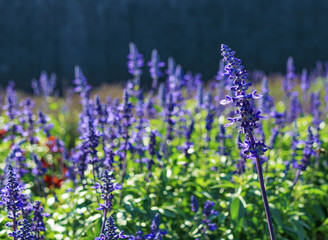 Obraz premium ラベンダー 素材