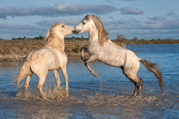 Fototapeta na wymiar Camargue horses stallions fighting in the water, Bouches du Rhône, France