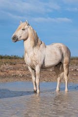 Obraz na płótnie Canvas Camargue horse stallion, Bouches du Rhône, France
