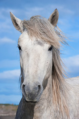 Camargue horse stallion portrait, Bouches du Rhône, France