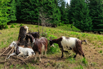 Sheep breeding in the highlands among the Carpathians