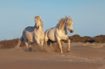 Camargue horses running on the beach, Bouches du Rhône, France