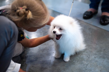 Cute puppy white spitz plays with children at a dog show, looks like a white cloud