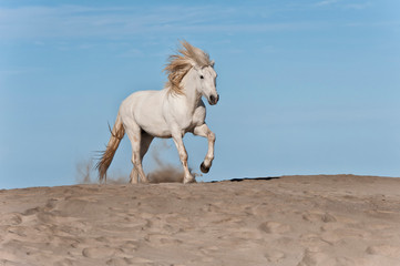 Naklejka na ściany i meble Camargue horse running on the beach, Bouches du Rhône, France